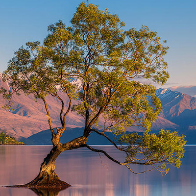 That Wanaka Tree